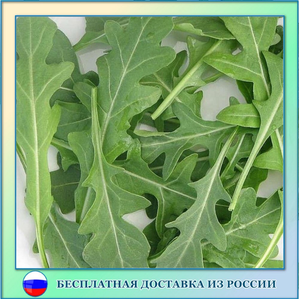 

Индау руккола Барокко семена 50 ШТ