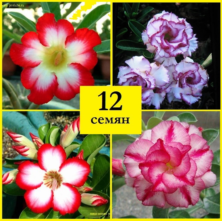 

Адениум obesum adenium набор ЛУННЫЙ СВЕТ 12 семян