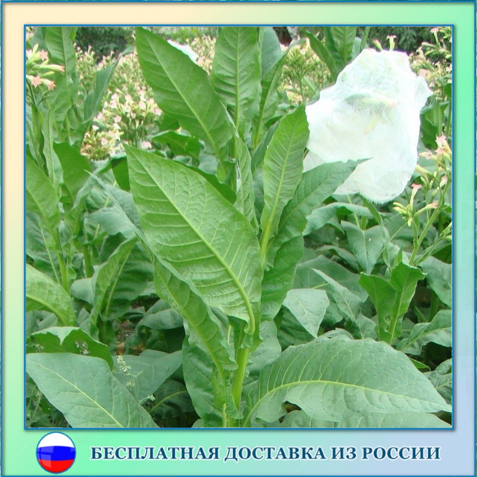 

Табак Кубинский семена 300 шт.