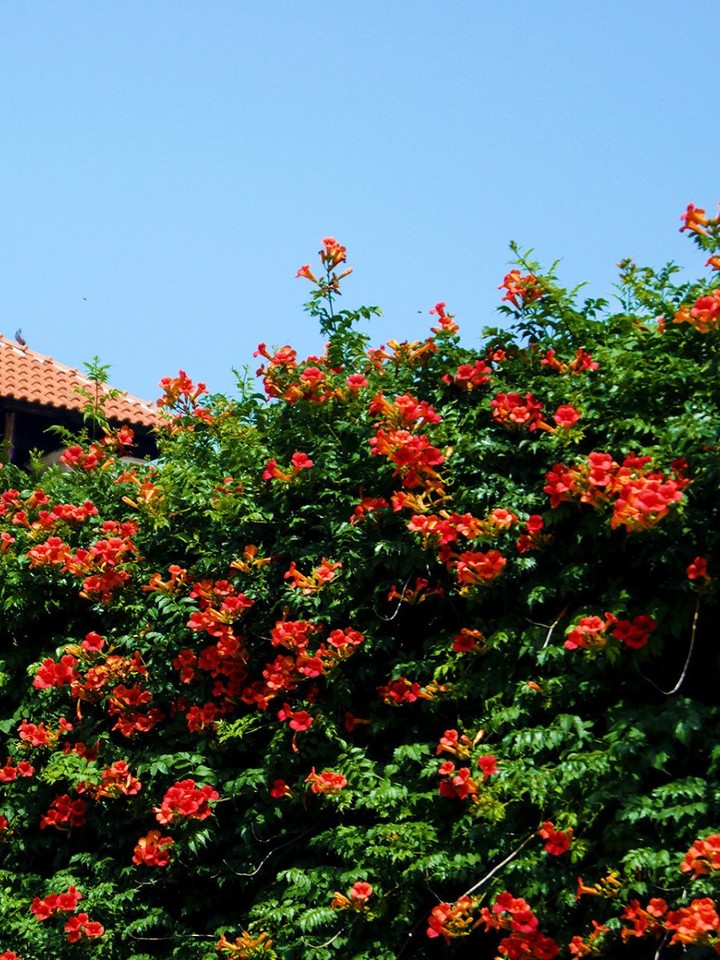 

Семена Кампсис укореняющийся (Campsis radicans), 15 штук