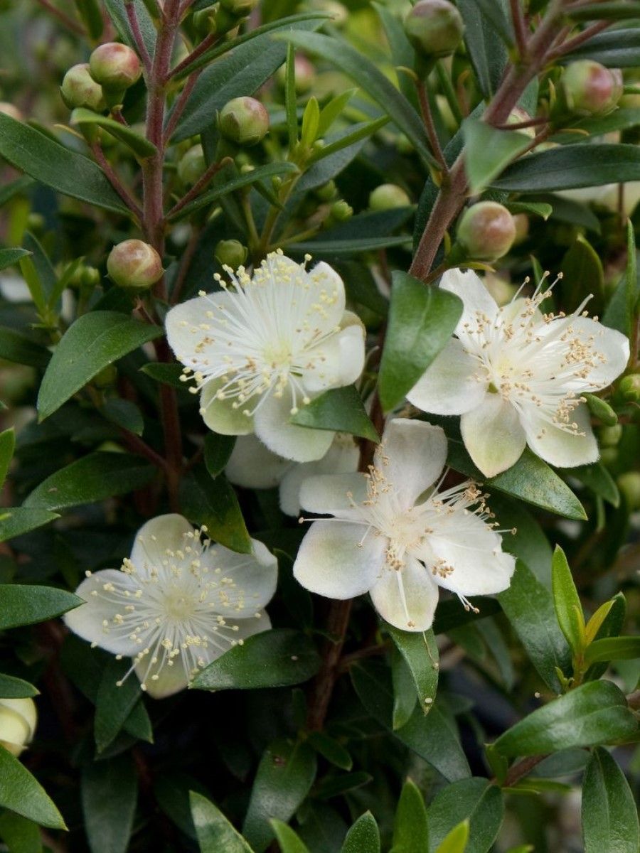 

Семена Мирт обыкновенный (Myrtus communis), 10 штук
