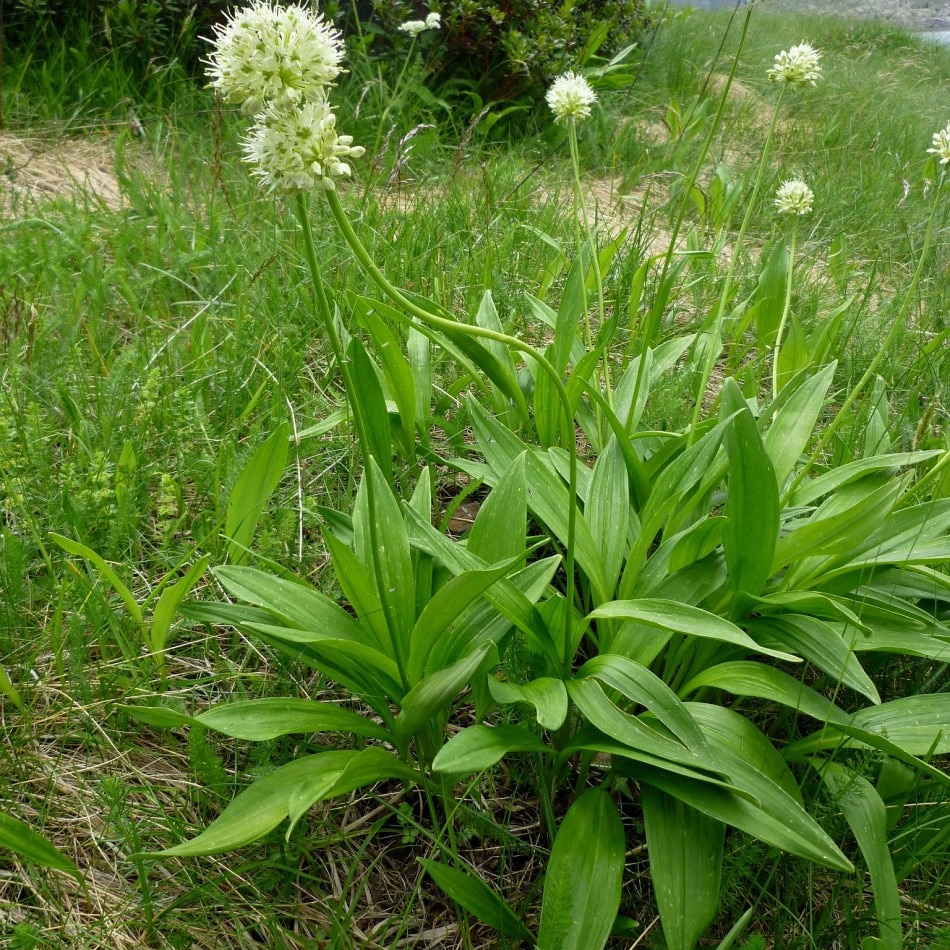 

Семена Черемша охотский лук 30 ШТ