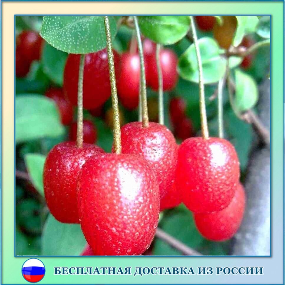 

Ягодный Гуми семена 10 ШТ