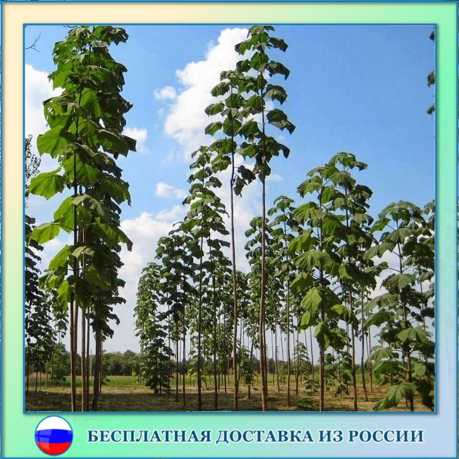 

Павловния Shan Tong семена 200 ШТ