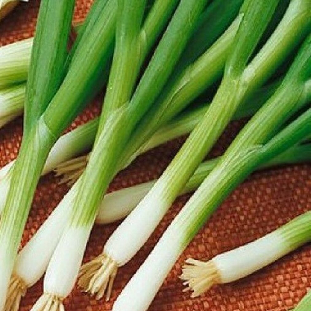 Семена Лук батун апрельский 50 ШТ