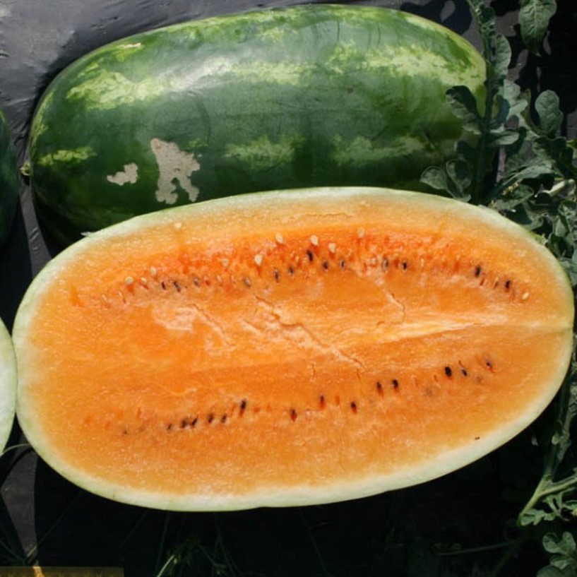 

Арбуз оранжевый семена 10 шт.