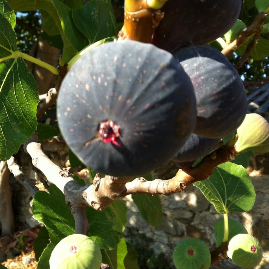 

Семена инжира крымского черного Орешка 100 шт