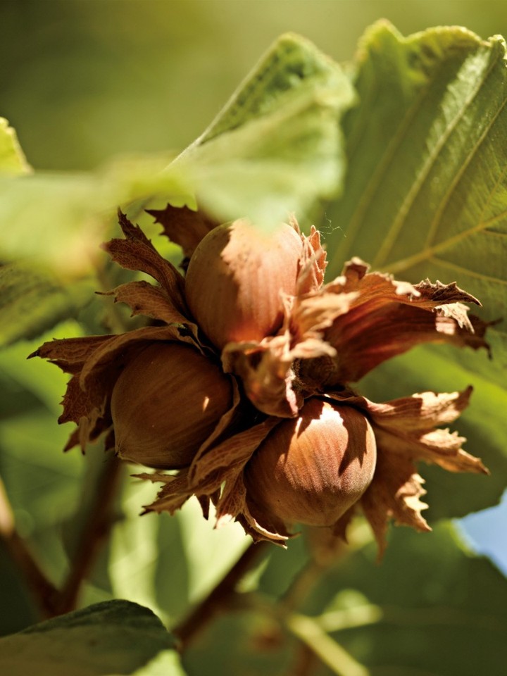 

Семена Орех фундук Черкесский (Corylus avellana Cherkesskiy), 10 штук