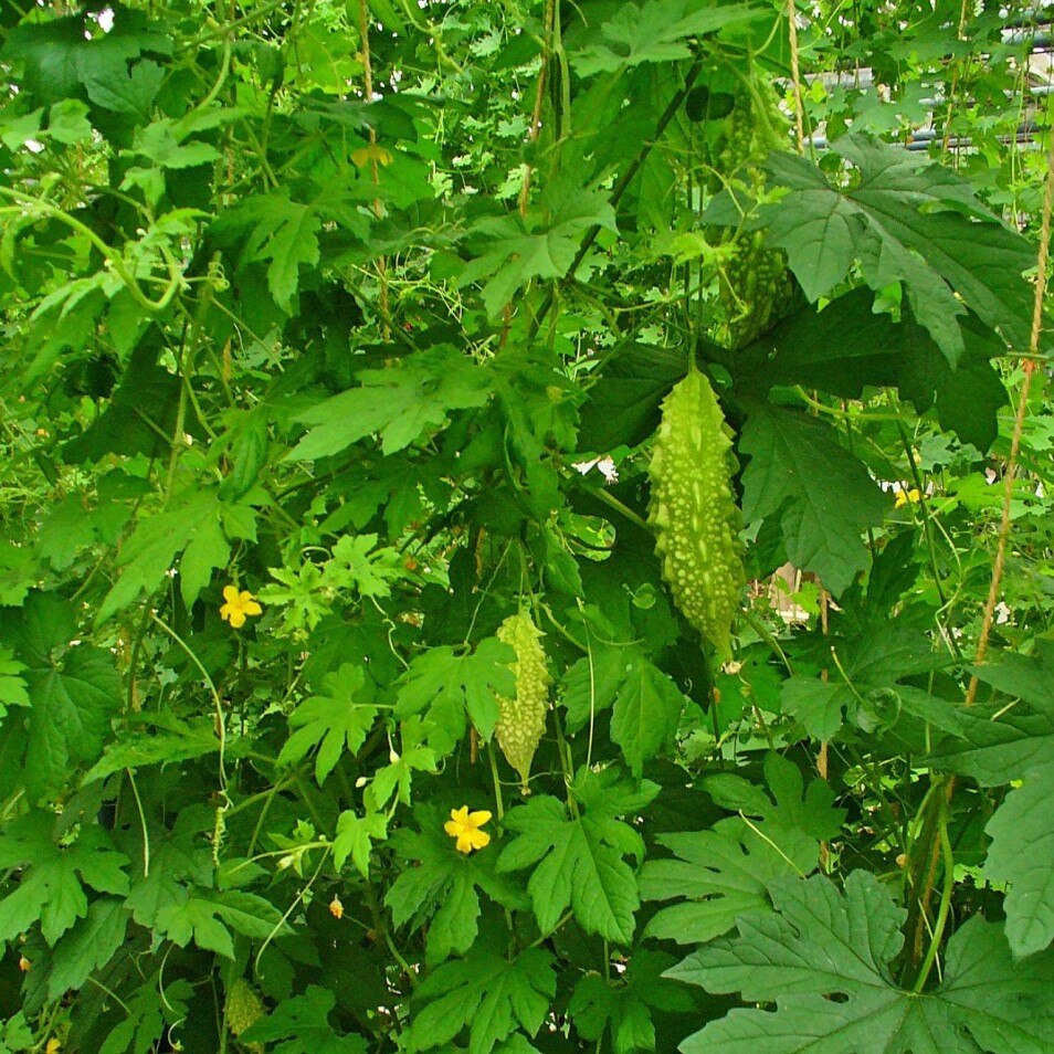 

Семена Момордика Харанция 5 ШТ