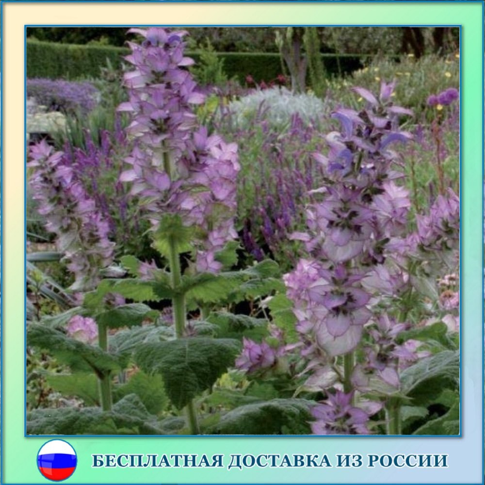 

Шалфей мускатный Вознесенский семена 30 ШТ