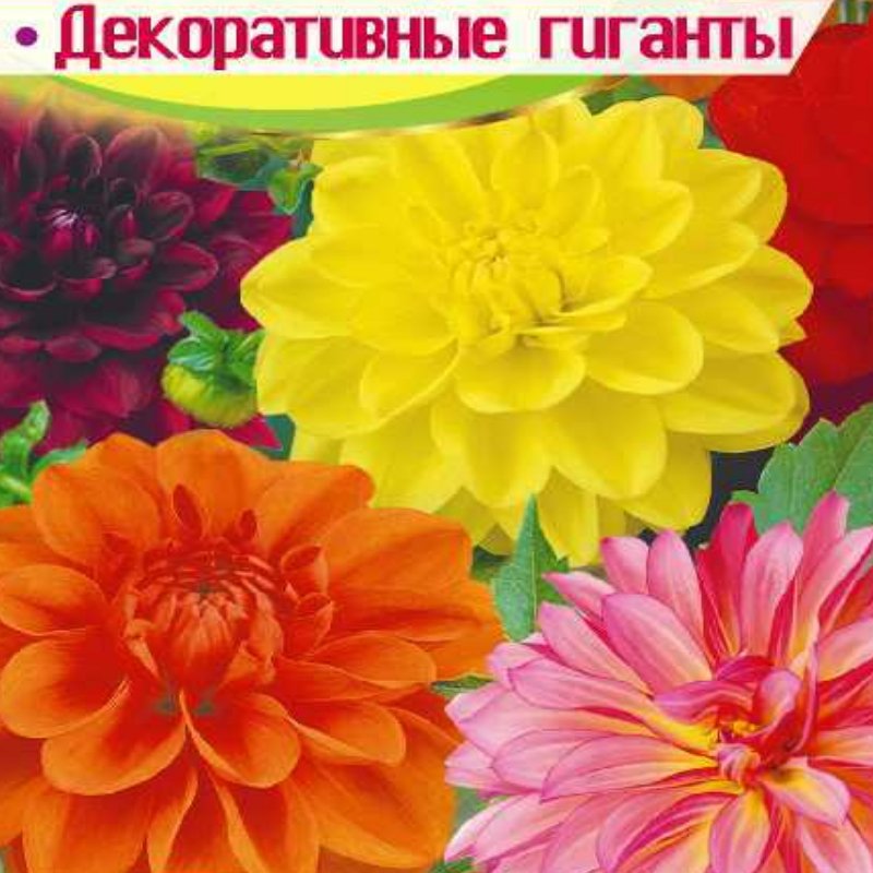 

семена георгина махровая Декоративные Гиганты 0,2г.
