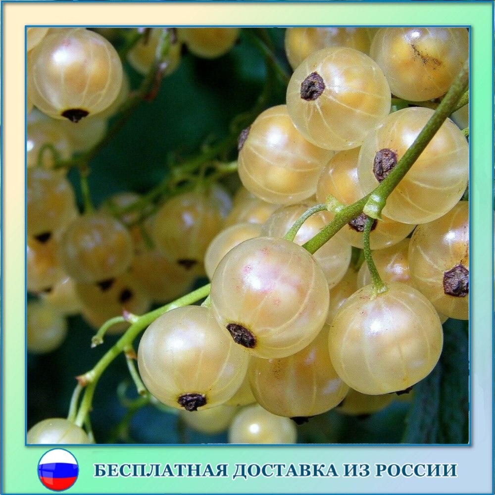 

Смородина белая семена 50 ШТ