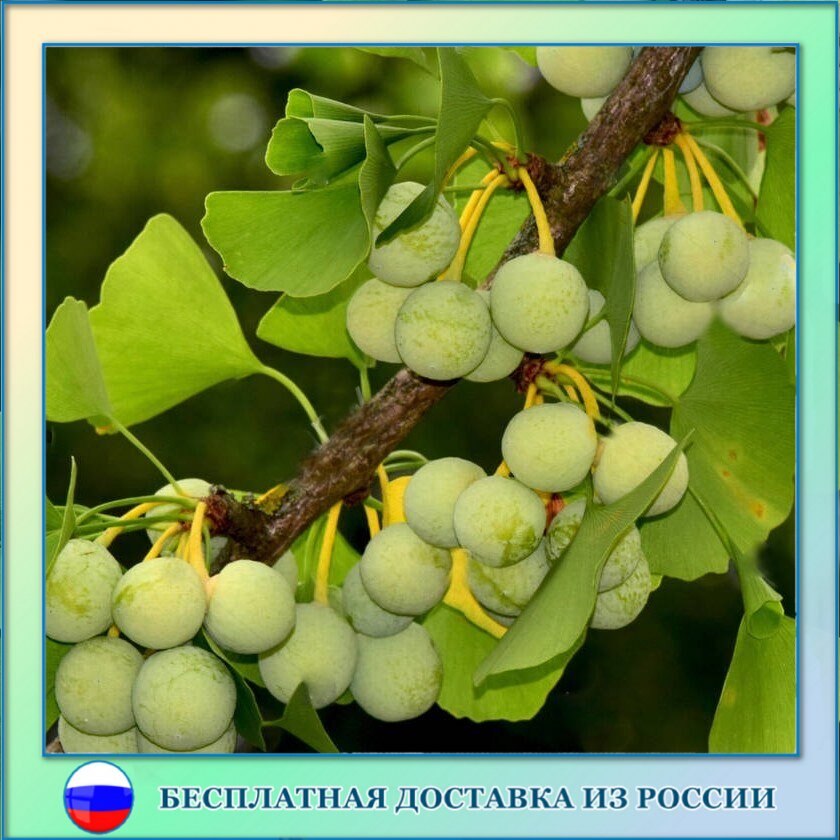 

Гинкго билоба семена 5 ШТ