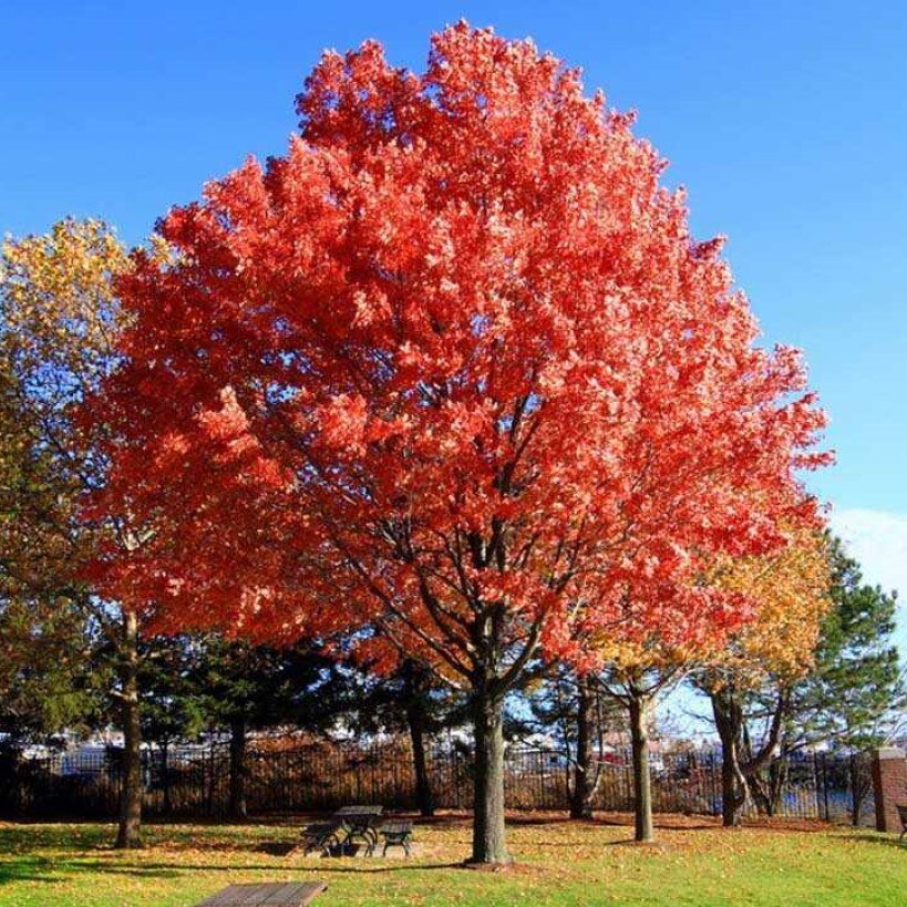 

Дуб краснолистный семена 10 шт.