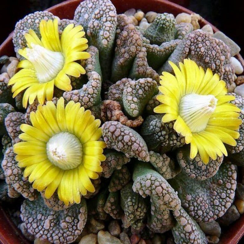 

Суккулент Titanopsis calcarea семена 10 ШТ