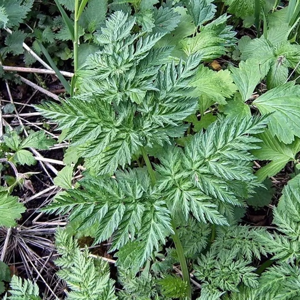 

Семена Купырь лесной 100 ШТ