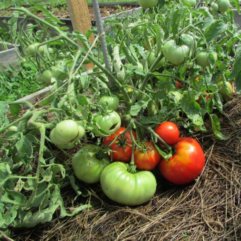 

Семена Томат Монгольский карлик 10 ШТ