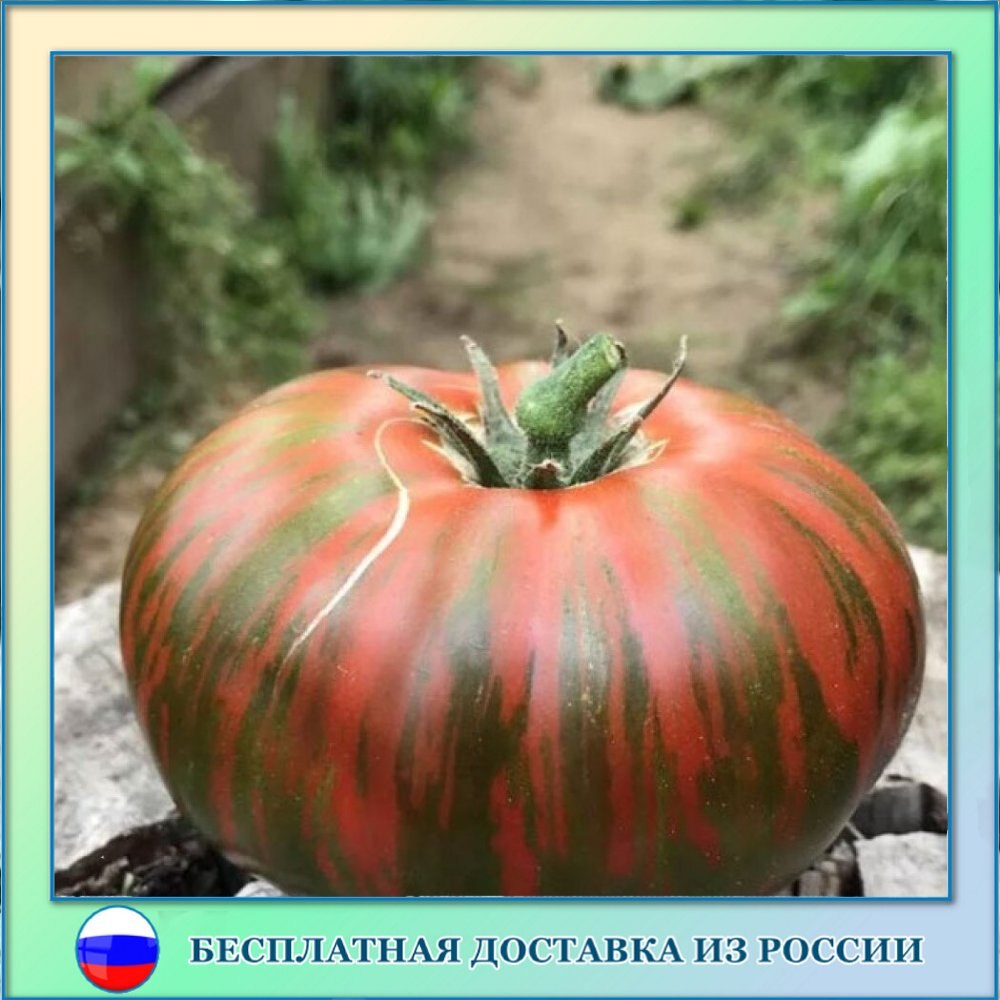 

Томат полосатый шоколад семена 10 ШТ