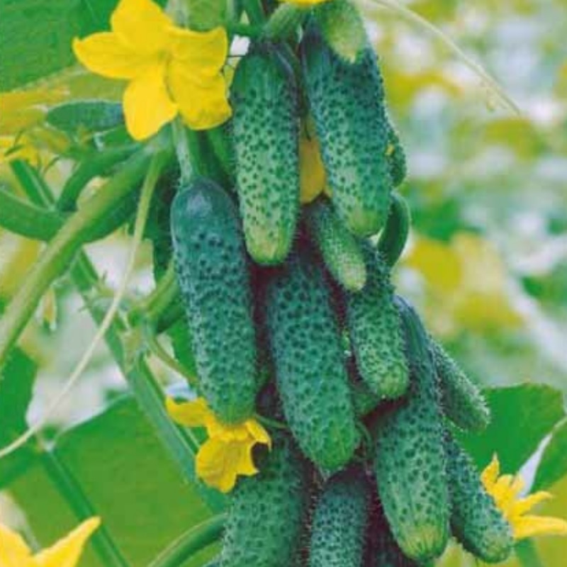 

семена Огурец Многодетный F1 Аэлита