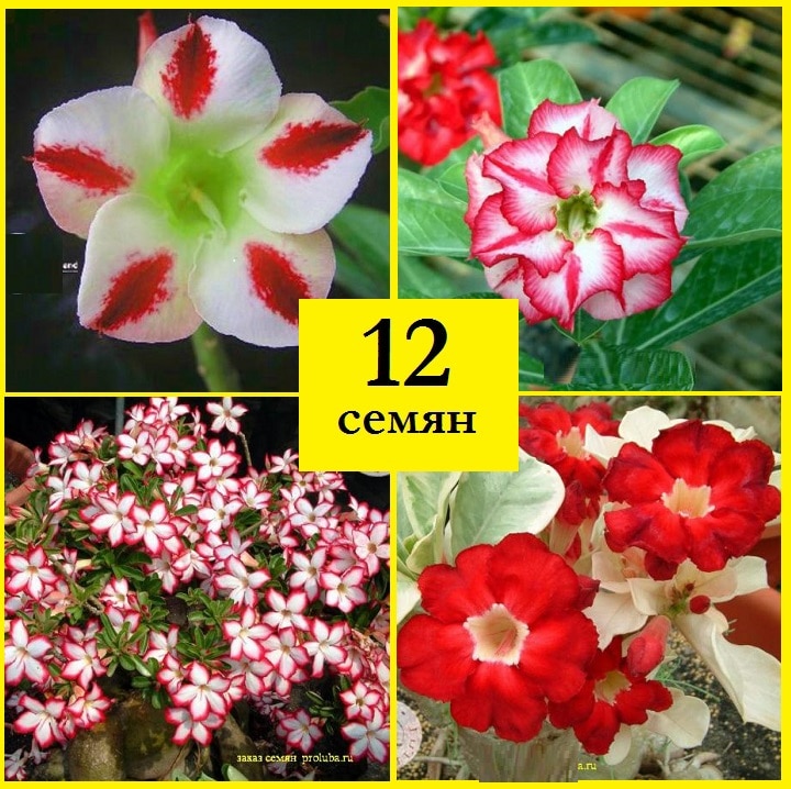 

Роза пустыни Адениум obesum Набор ПРОСТОЕ НАЧАЛО 12 шт семена адениума