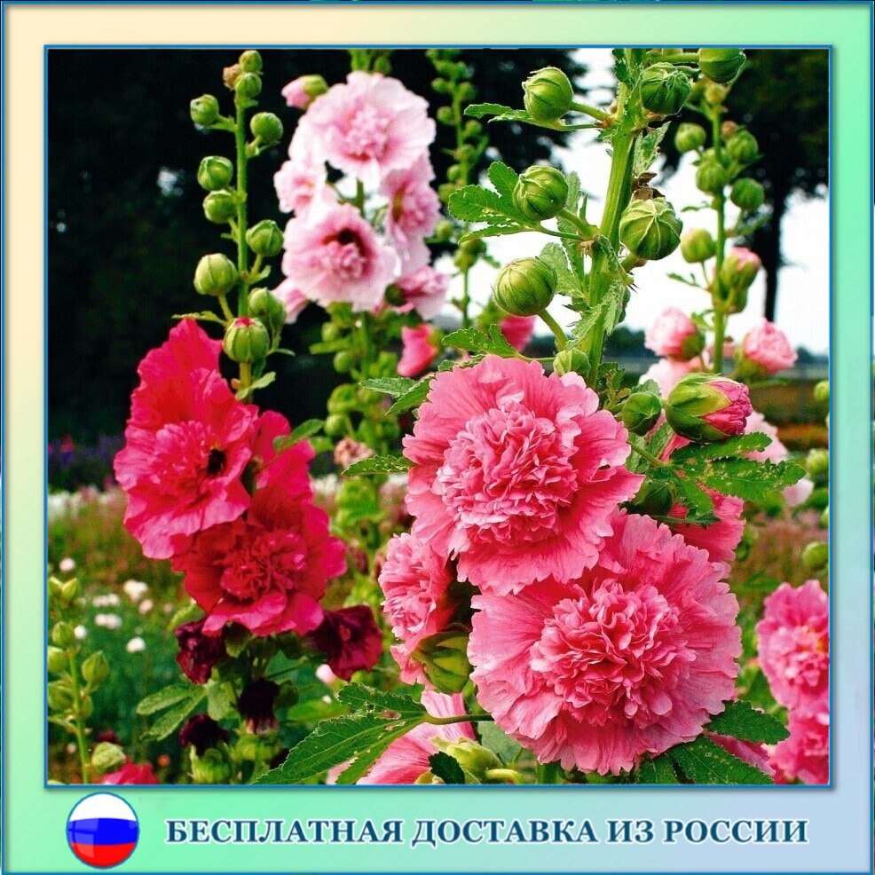 

Шток-роза Летний Карнавал розово-красный семена 13 ШТ