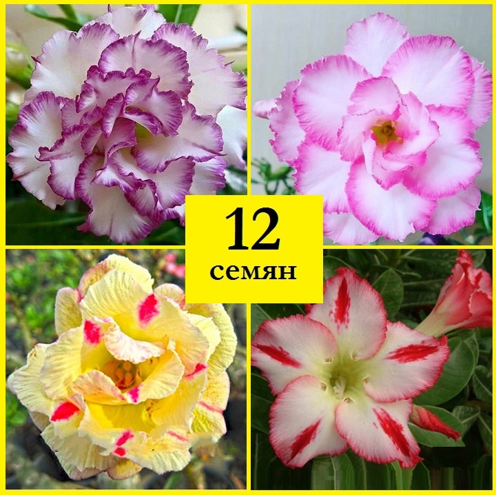 

Семена Адениум obesum adenium набор ЦВЕТНАЯ НЕЖНОСТЬ 12 шт