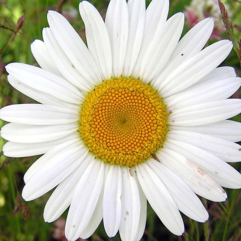 

Ромашка крупная Аляска семена 50 шт.