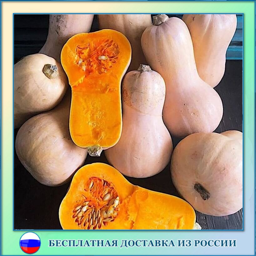 

Тыква Арабатская семена 5 шт.