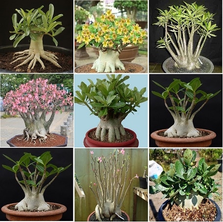 

Адениум арабикум смесь семена 10 шт adenium ARABICUM