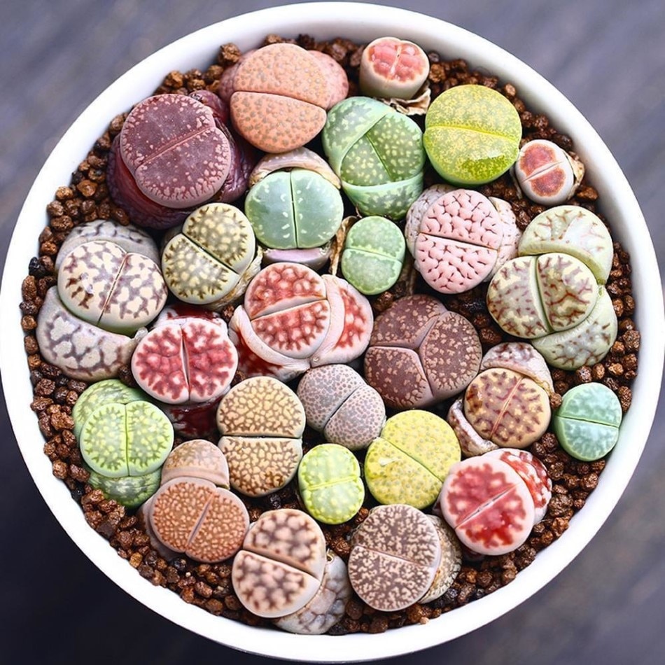 

Суккулент Литопс Lithops mix семена 10 шт.
