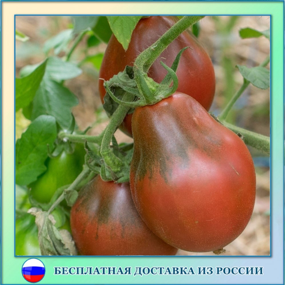 

Томат Винный кувшин семена 10 шт.