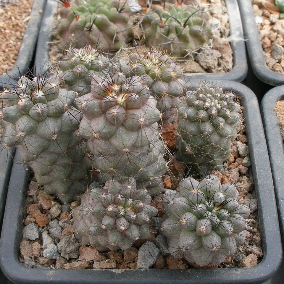 

Семена Суккулент Кактус Copiapoa humilis KH-1058, 10 ШТ