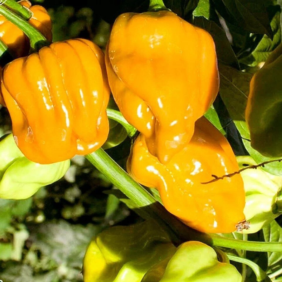 

Перец острый Habanero Mustard семена 5 шт.