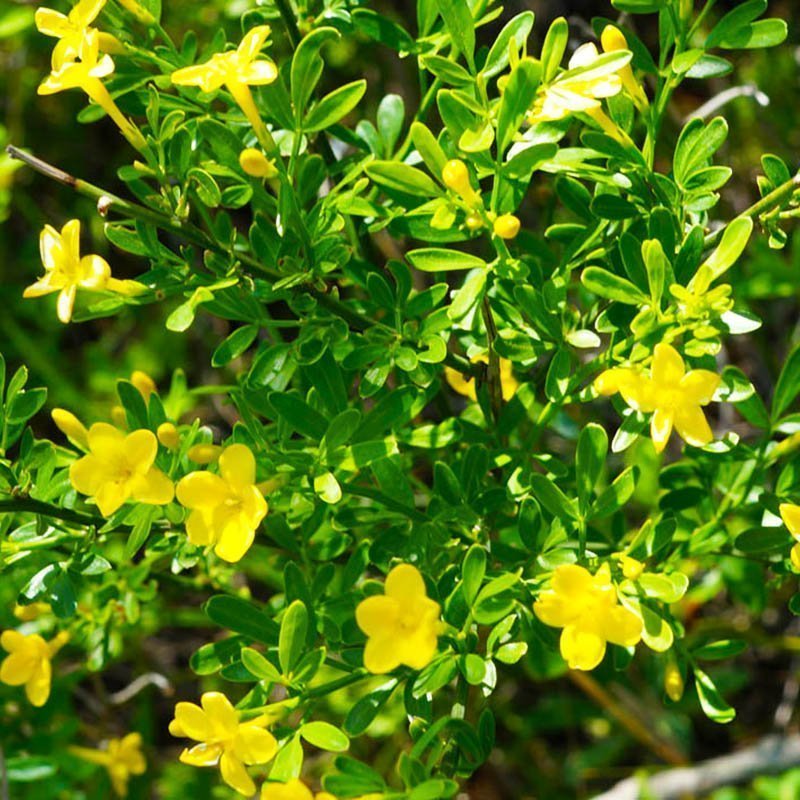 

Жасмин кустарниковый СЕМЕНА (20 шт)