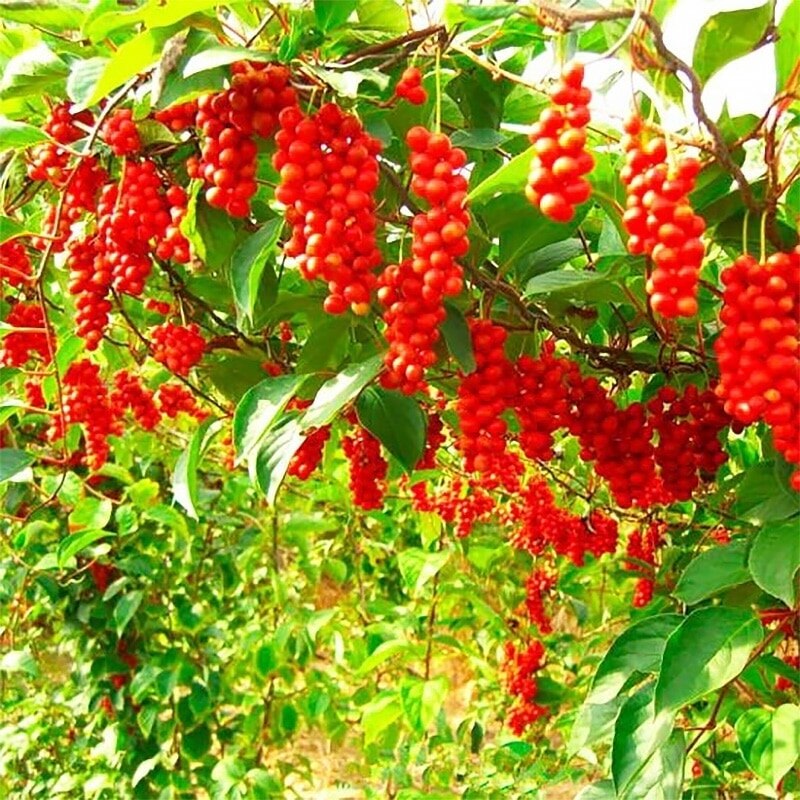 

Лимонник Китайский Лазанг СЕМЕНА (10 шт)