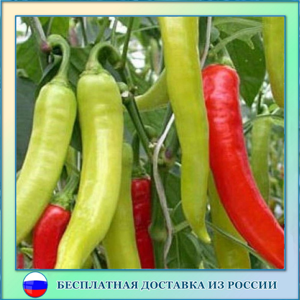 

Перец острый Слоновый хобот семена 5 ШТ