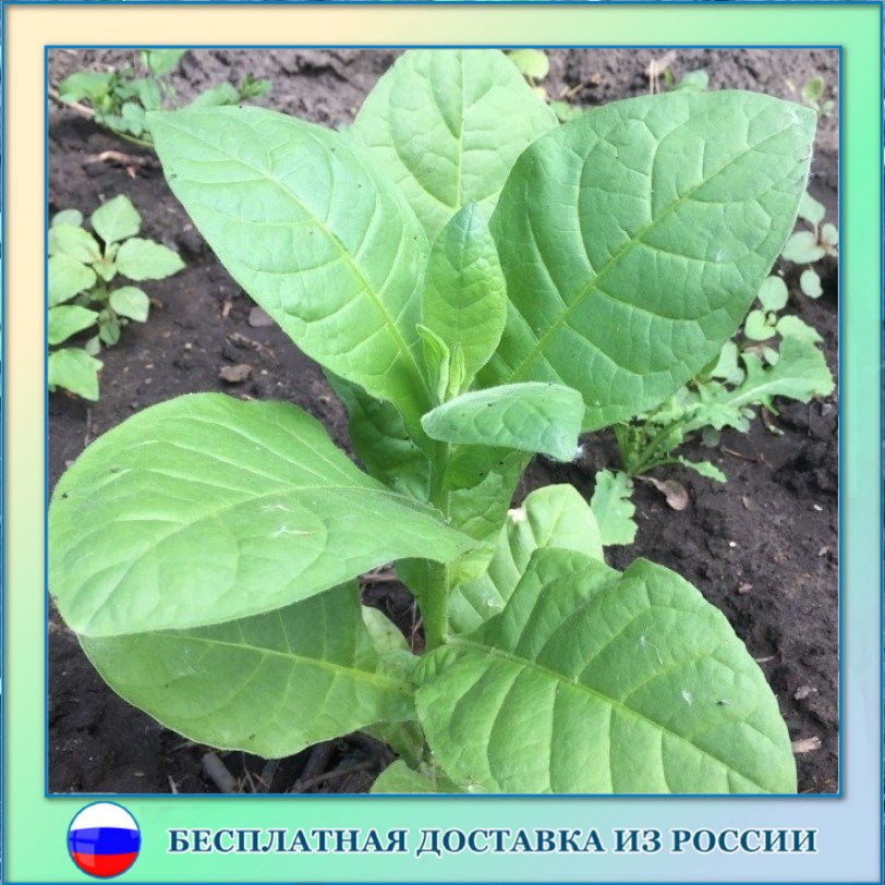 

Табак Virginia 202 семена 300 шт.