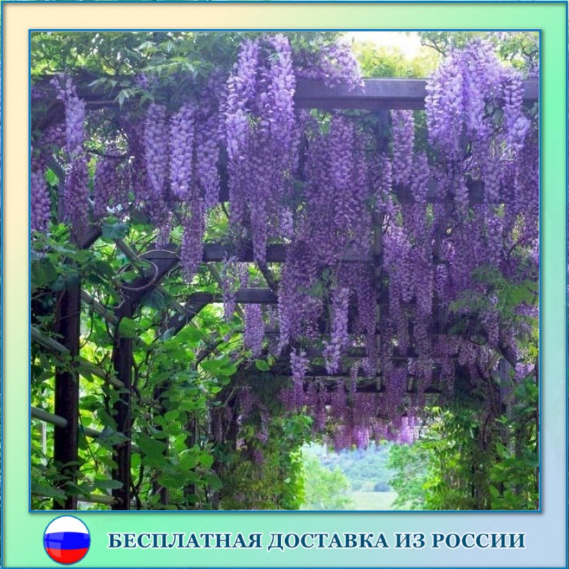 

Глициния китайская семена 5 ШТ