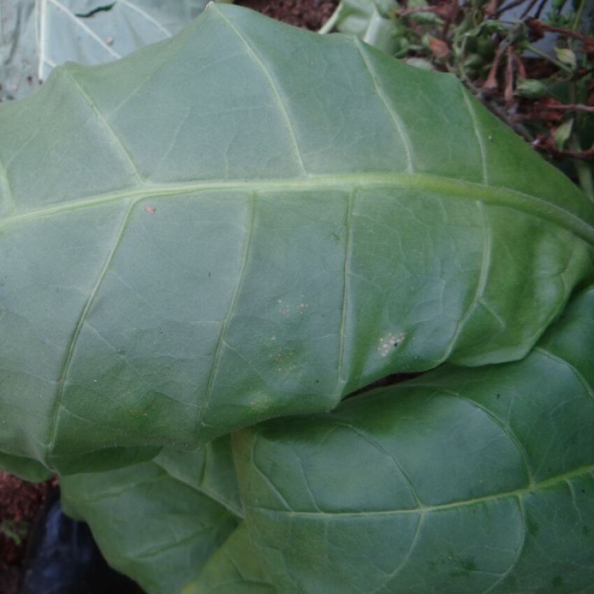 

Табак Смесь Элиты Американов семена 300 шт.