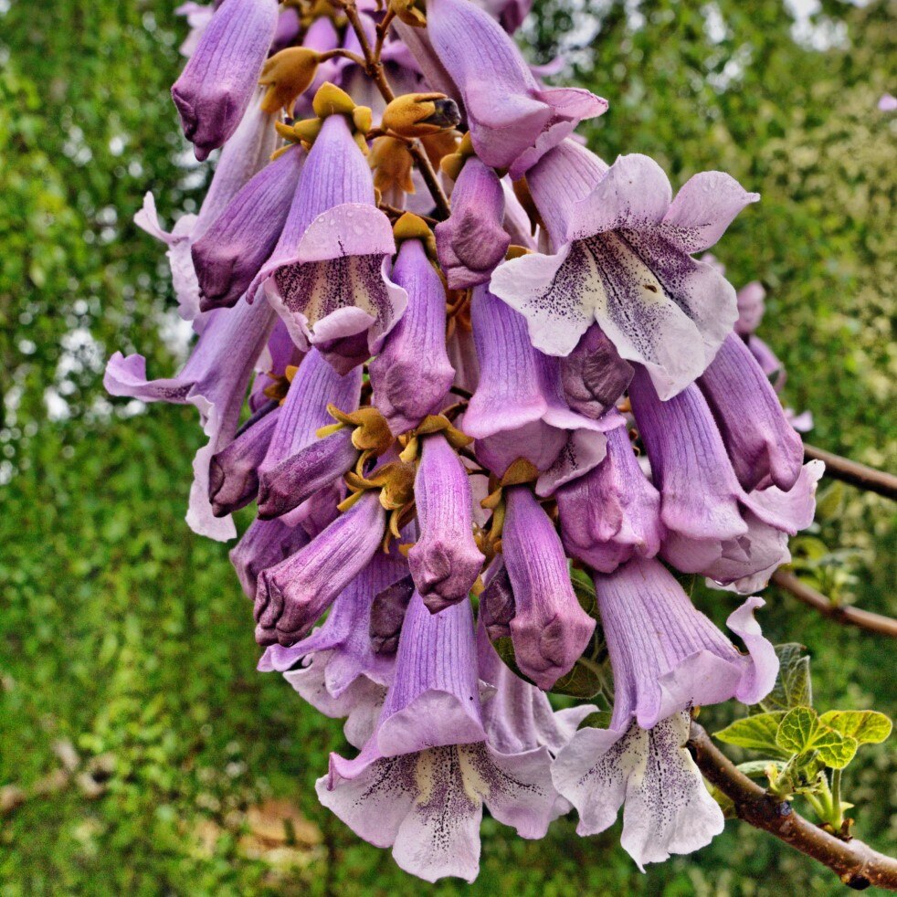 

Семена Павловния Hybrid 9501, 200 ШТ