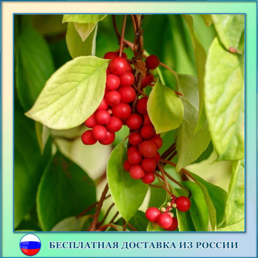 

Лимонник китайский семена 20 ШТ
