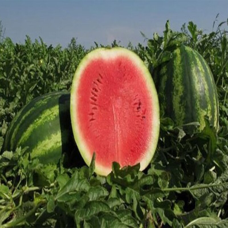 

Семена Арбуз Продюсер 10 ШТ