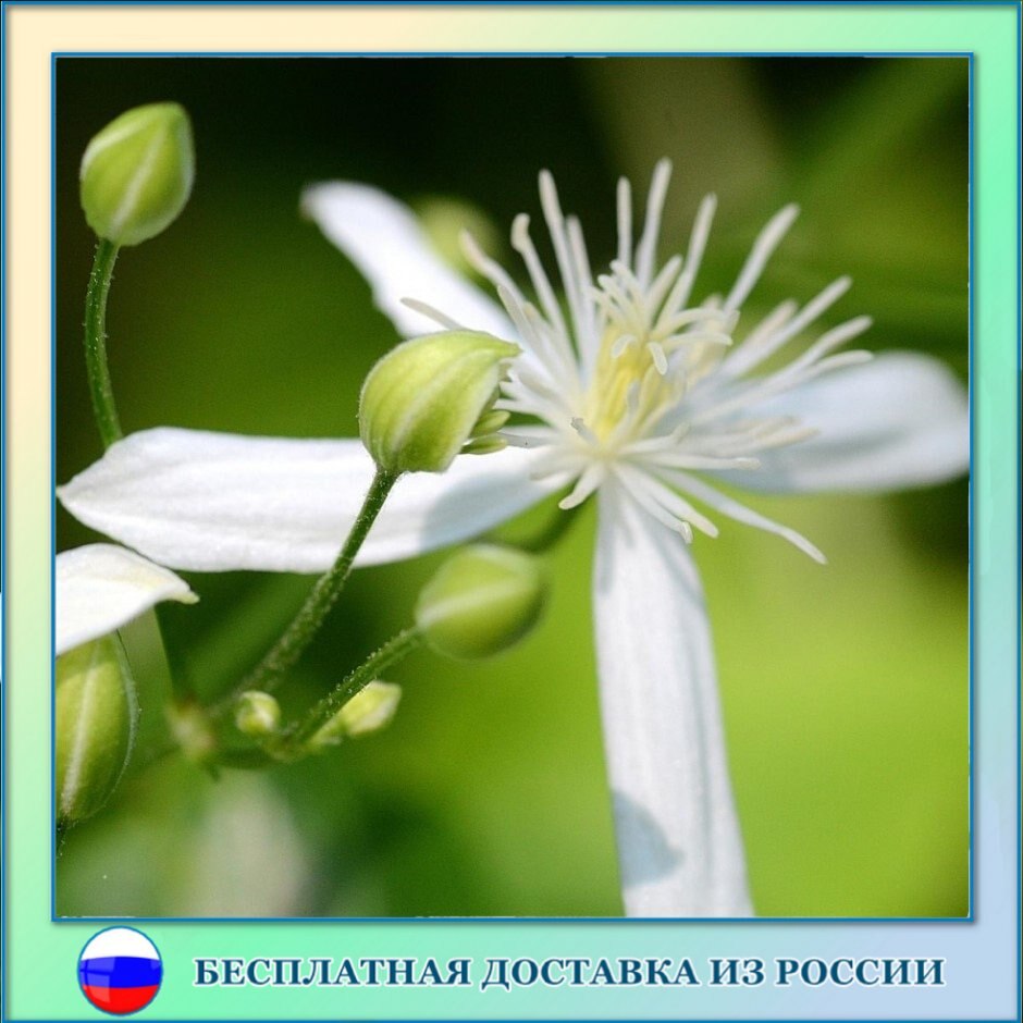 

Ломонос трёхцветковый семена 50 ШТ
