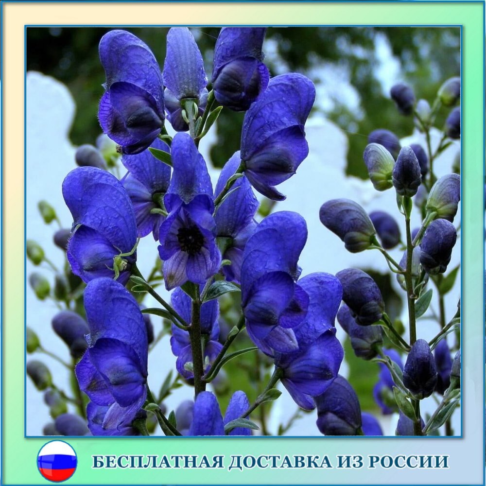

Семена Аконит Борец волчий Орешка 30 шт.