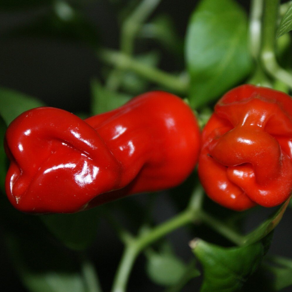 

Перец острый Peter pepper red семена 5 шт.