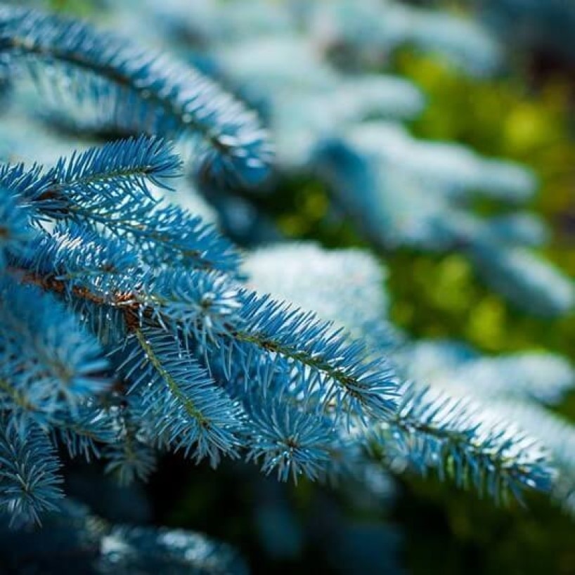 

Голубая ель семена 30 шт.