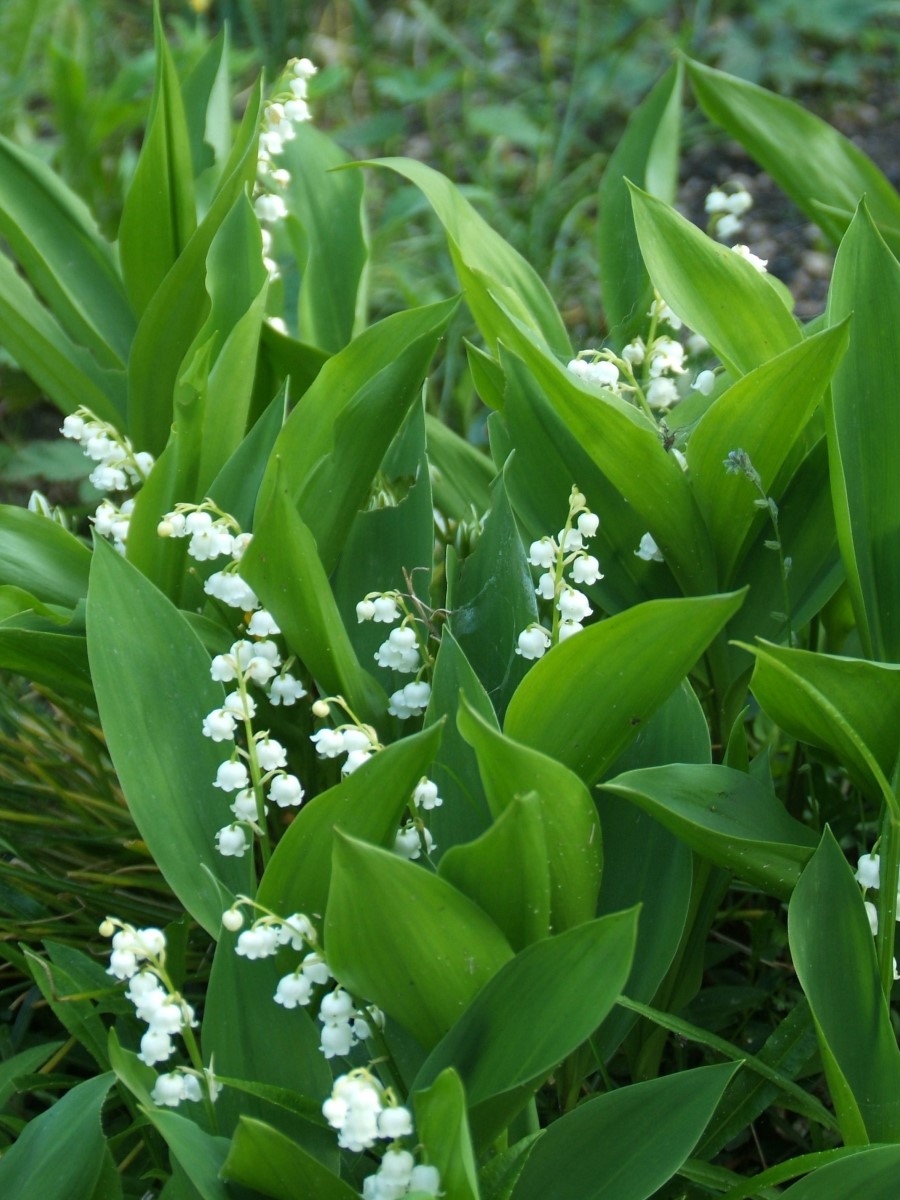 

Семена Ландыш майский (Convallaria majalis), 10 штук