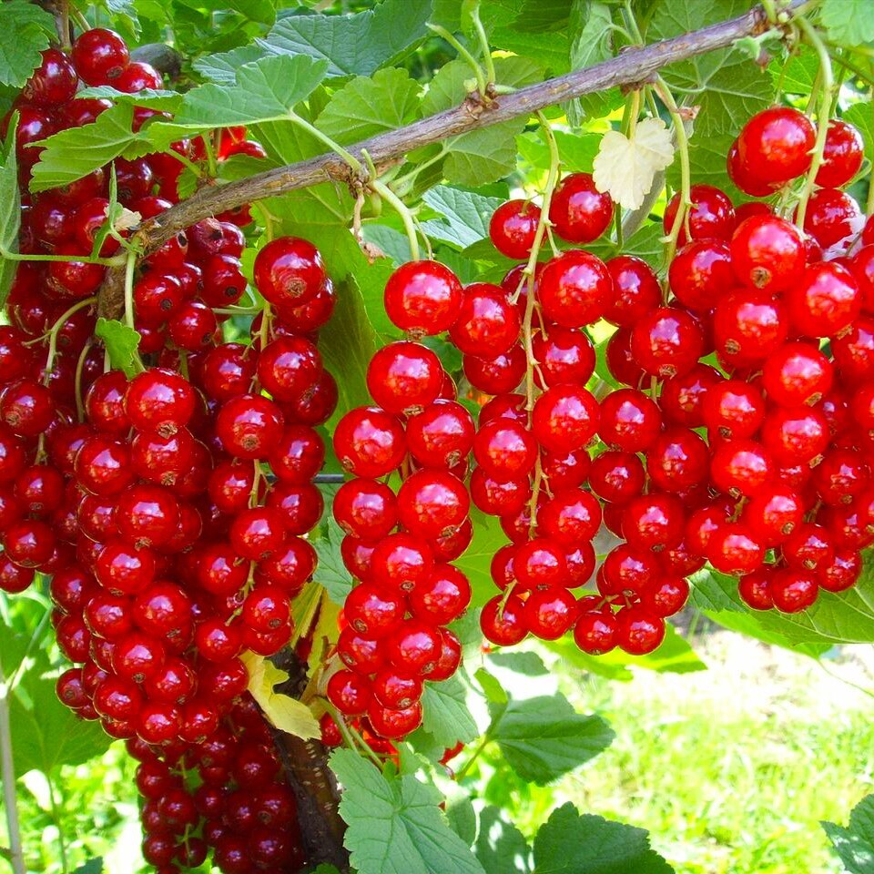 

Смородина Колосистая, Семена, 20 шт Семена ягод и фруктов