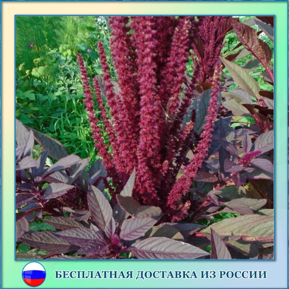 

Семена Амарант Остберг 100 шт. Орешка