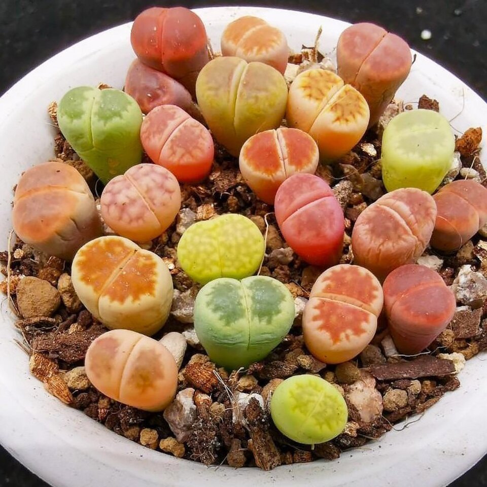 Толық піскен әйелдердің порнофотосуреттері Порно менің әйелім ашық ауада менің көз алдымда трахает болды